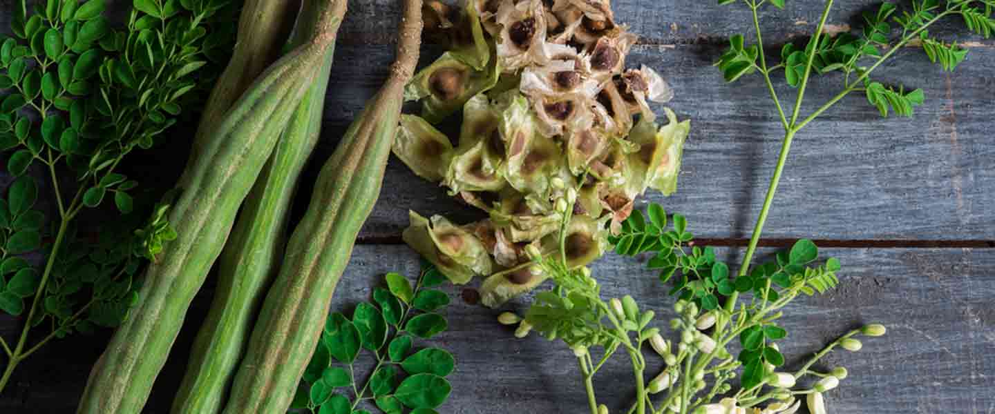 Vad är Moringa Tea, Vilka är fördelarna med Moringa Tea?